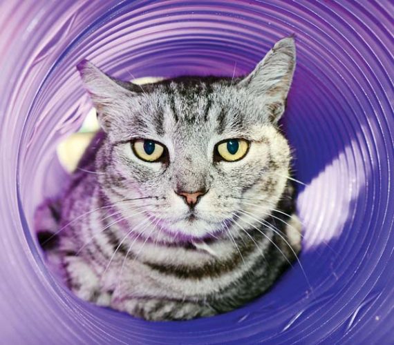 Pet of the Week